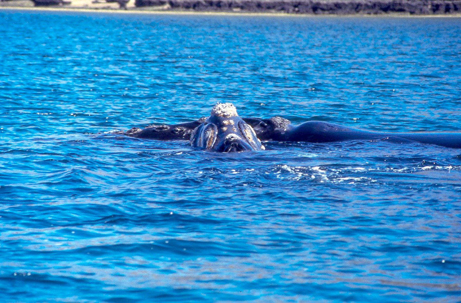 Valdés Peninsula 13